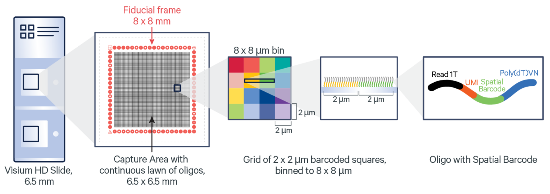 Visium HD technology